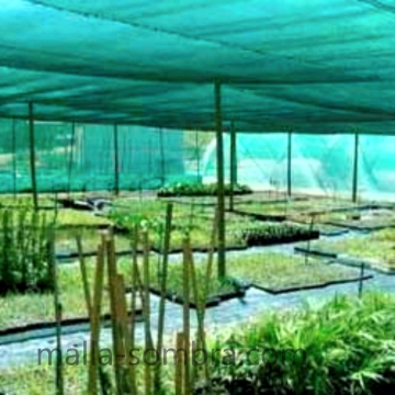 malla-sombra-de-color-en-cultivo-de-plantas-acuaticas-ornamentales-en-casa-sombra