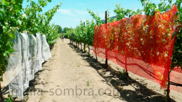 malla-sombra-de-color-rojo-en-cultivo-de-uva