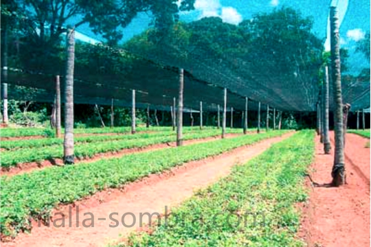 malla-sombra-de-color-verde-en-cultivo-de-hortalizas-al-aire-libre