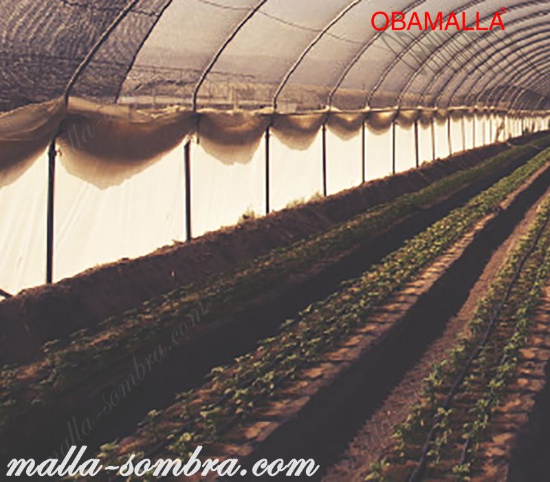 malla de sombreo protegiendo los cultivos contra la radiación solar.